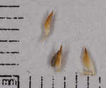 Ovateleaf flatsedge